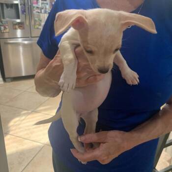 Faith -  Chihuahua Dog for Adoption in Park Row, Texas - Faith | PetCurious