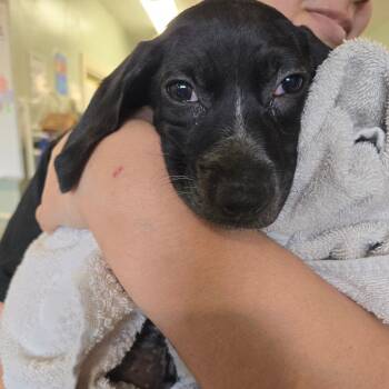 Dachshund and English Pointer Dogs Available for Adoption in Waldorf, Maryland - Snoop Dog | PetCurious
