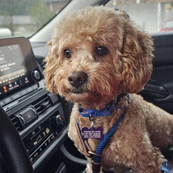 Leo -  Poodle Dog for Adoption in Elkton, Maryland - Leo | PetCurious