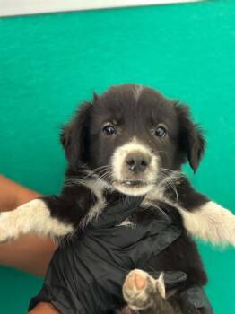 A255582 -  Border Collie and Pit Bull Terrier Dog for Adoption in Visalia, California - A255582 | PetCurious