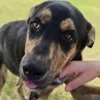 Tim -  Mixed Breed Dog for Adoption in Midland, Texas - Tim | PetCurious