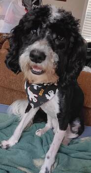 Winston -  Miniature Poodle and Standard Poodle Dog for Adoption in Merrillville, Indiana - Winston | PetCurious