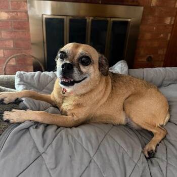 Cutie Pie C-34370 -  Chihuahua and Pug Dog for Adoption in Oklahoma City, Oklahoma - Cutie Pie C-34370 | PetCurious