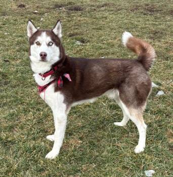 Husky Dogs Available for Adoption - BUTCH - $0 Adoption Fee! | PetCurious
