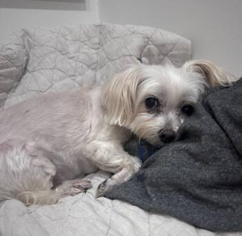 Barbara (Babs) -  Maltese Dog for Adoption in Sandy Springs, Georgia - Barbara (Babs) | PetCurious