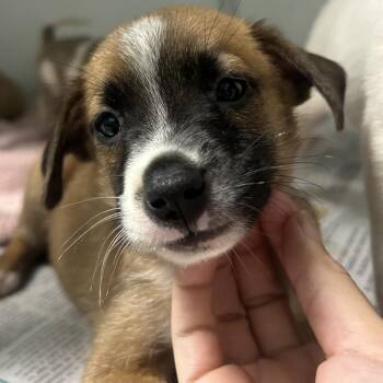 Snuggle -  Mixed Breed Dog for Adoption in Guaynabo, Guaynabo - Snuggle | PetCurious
