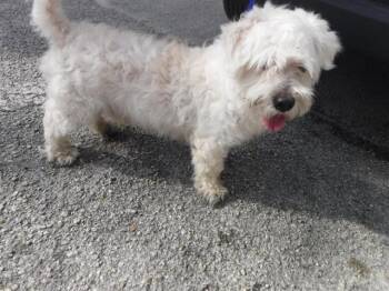 Maltese Dogs Available for Adoption - BRUNO | PetCurious