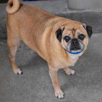 Jessie (AG26-122) -  Pug Dog for Adoption in Peyton, Colorado - Jessie (AG26-122) | PetCurious