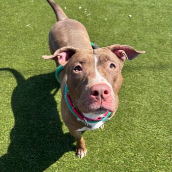 Pit Bull Terrier Dogs Available for Adoption in Philadelphia, Pennsylvania - Queen | PetCurious