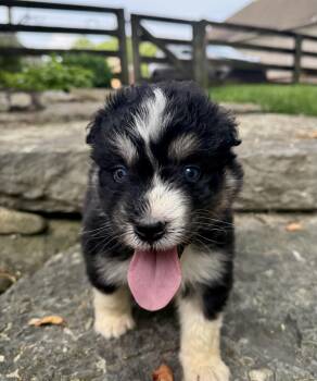 Rescue Aussiedoodle and Husky Dogs for Adoption in Cincinnati, Ohio - Kevin - Male K Puppy | PetCurious