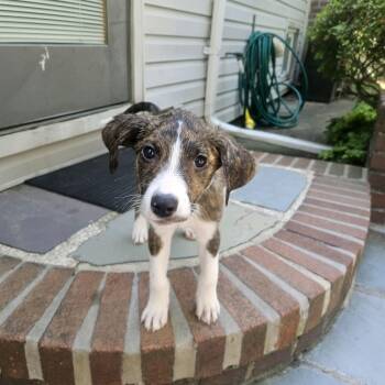 Birchy -  Australian Shepherd Dog for Adoption in Copiague, New York - Birchy | PetCurious