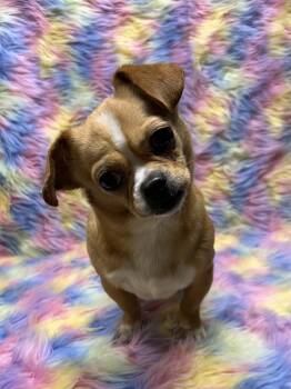 PENNY -  Chihuahua and Pekingese Dog for Adoption in Rossford, Ohio - PENNY | PetCurious