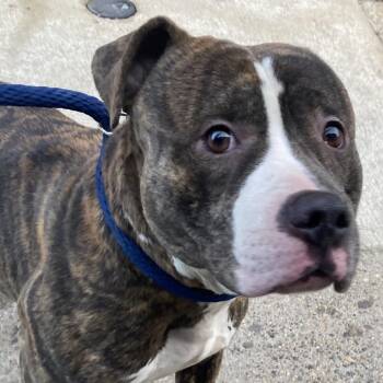 Pit Bull Terrier Dogs Available for Adoption - Rock Salt | PetCurious