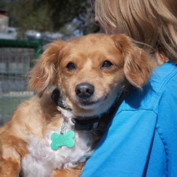 Smitty -  Dachshund and Mixed Breed Dog for Adoption in Wimberley, Texas - Smitty | PetCurious