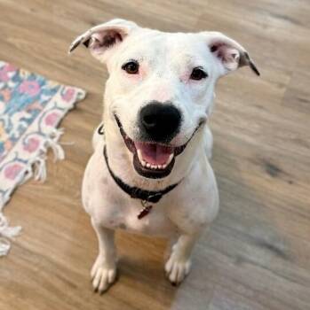 Mirabelle Encanto With The Sweet Smile -  Pit Bull Terrier and Bull Terrier Dog for Adoption in Friendswood, Texas - Mirabelle Encanto With The Sweet Smile | PetCurious
