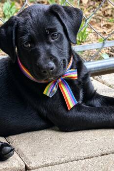 Flat Coated Retriever and Black Labrador Retriever Dogs Available for Adoption in Nahunta, Georgia - MARVIN | PetCurious