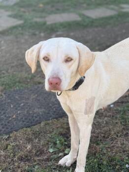 Rescue Yellow Labrador Retriever Dogs for Adoption in Pleasant Valley, New York - Priscilla | PetCurious