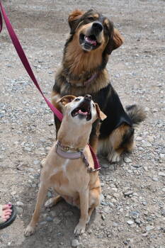 Rescue Labrador Retriever and Australian Cattle Dog Blue Heeler Dogs for Adoption in Littleton, Colorado - Emma | PetCurious