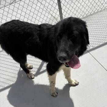 Fluffy -  Great Pyrenees and Bernese Mountain Dog Dog for Adoption in Elberon, Virginia - Fluffy | PetCurious