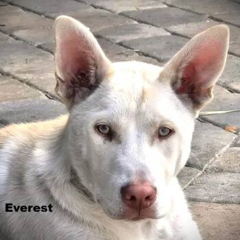 Shepherd and Husky Dogs Available for Adoption in Palm Harbor, Florida - Everest | PetCurious