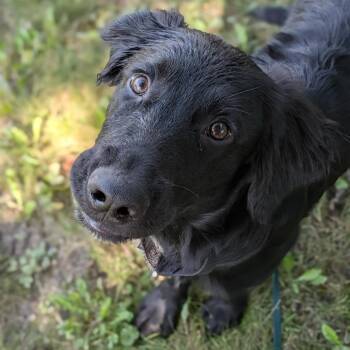Verity -  Retriever and German Shepherd Dog Dog for Adoption in Riverwoods, Illinois - Verity | PetCurious