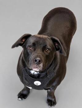 Ace -  Labrador Retriever and Dachshund Dog for Adoption in Bowling Green, Kentucky - Ace | PetCurious