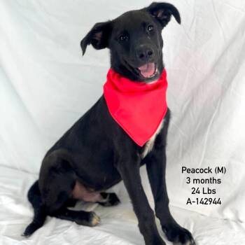 Peacock - Local Sept 11-13 -  Labrador Retriever Dog for Adoption in Brookshire, Texas - Peacock - Local Sept 11-13 | PetCurious