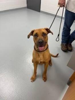 Mixed Breed Dogs Available for Adoption in St. Cloud, Florida - RIVER | PetCurious