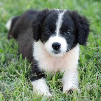 Figaro -  Australian Shepherd and Border Collie Dog for Adoption in Madisonville, Texas - Figaro | PetCurious