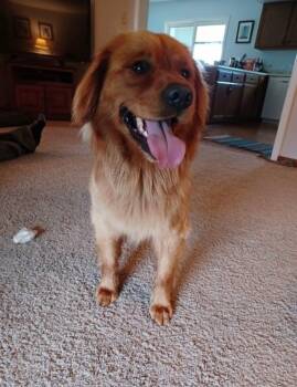 Boone -  Golden Retriever and Cavalier King Charles Spaniel Dog for Adoption in Celina, Ohio - Boone | PetCurious