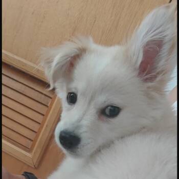Chihuahua Dogs Available for Adoption in San Diego, California - Bobby | PetCurious