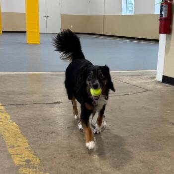 Marley -  Australian Shepherd and Border Collie Dog for Adoption in Champaign, Illinois - Marley | PetCurious