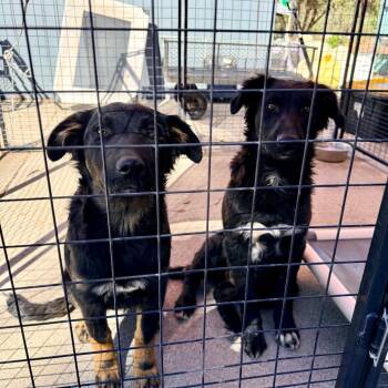 Buttercup -  Australian Shepherd and Border Collie Dog for Adoption in Redwood Valley, California - Buttercup | PetCurious