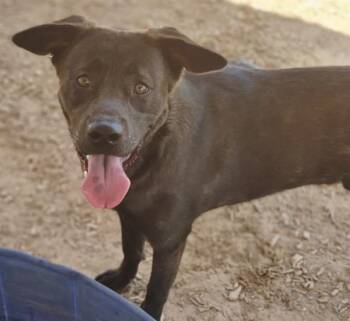 Rescue German Shepherd Dog and Mixed Breed Dogs for Adoption in Albuquerque, New Mexico - TORO | PetCurious