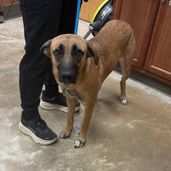 Beau - 060803U -  Labrador Retriever and Mixed Breed Dog for Adoption in Tupelo, Mississippi - Beau - 060803U | PetCurious