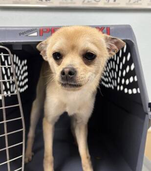 Chihuahua Dogs Available for Adoption in Sioux City, Iowa - Dip Dip | PetCurious