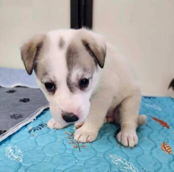 Mixed Breed Dogs Available for Adoption in Tucumcari, New Mexico - Mia | PetCurious
