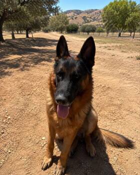 Houston -  German Shepherd Dog Dog for Adoption - Houston | PetCurious