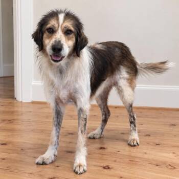 Ivy -  Mixed Breed Dog for Adoption in Springboro, Ohio - Ivy | PetCurious