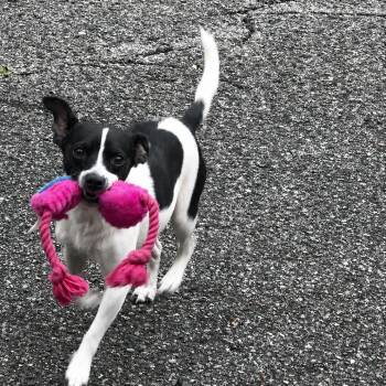 Pookie -  Rat Terrier Dog for Adoption in Oakdale, Louisiana - Pookie | PetCurious