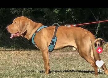 Elroy (Tik tok link in bio) -  Bloodhound Dog for Adoption in Mobile, Alabama - Elroy (Tik Tok Link In Bio) | PetCurious