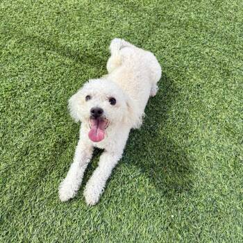 Roo -  Miniature Poodle Dog for Adoption in Agoura Hills, California - Roo | PetCurious