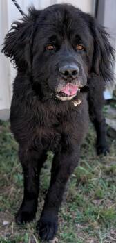 Rescue Mixed Breed Dogs for Adoption in Buchanan Dam, Texas - Hagrid | PetCurious