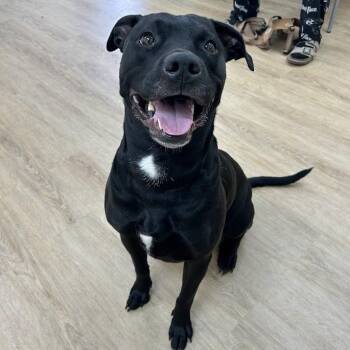 SVAS-Stray-38883 -  Black Labrador Retriever and Mixed Breed Dog for Adoption in Lyndhurst, Virginia - SVAS-Stray-38883 | PetCurious