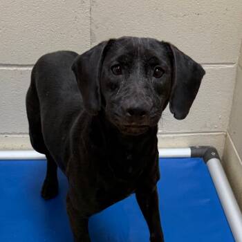 Anjelica -  Dachshund and Hound Dog for Adoption in Tuscaloosa, Alabama - Anjelica | PetCurious