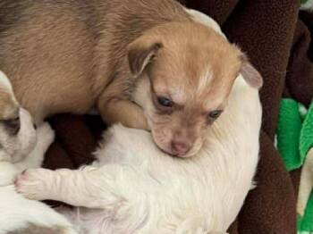 Chiweenie Dogs Available for Adoption - Donut | PetCurious
