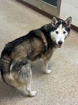 Monsey -  Husky Dog for Adoption in Nacogdoches, Texas - Monsey | PetCurious