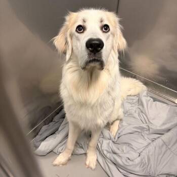 Chet Ubetcha -  Mixed Breed Dog for Adoption in Davenport, Iowa - Chet Ubetcha | PetCurious
