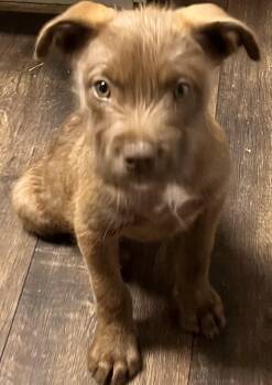 Sterling (Peg-fostered in TN) -  Jack Russell Terrier and Wirehaired Terrier Dog for Adoption in Brighton, Tennessee - Sterling (Peg-fostered In TN) | PetCurious