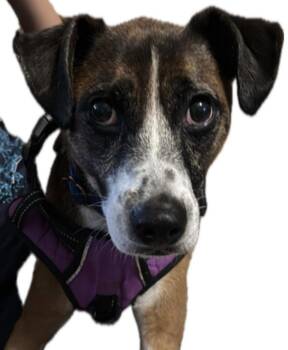 Davy -  Jack Russell Terrier and Chihuahua Dog for Adoption in Brooklyn Center, Minnesota - Davy | PetCurious